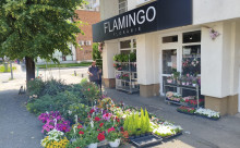 Florăria Flamingo Arad
