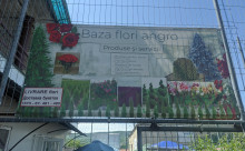 Baza flori angro