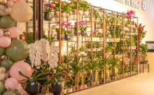 Florăria Magnolia - Electroputere Mall Craiova