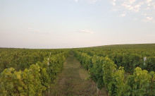 Podgoria Dealul Bujorului