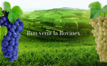 Rovinex
