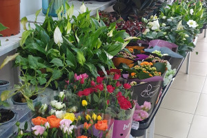 Floraluci SRL
