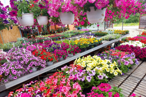 Sera de flori Viotto/Zalau